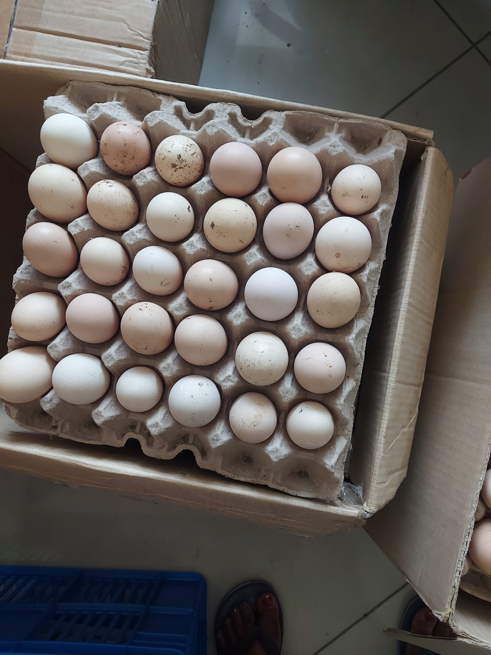 Egg Kienyeji 1Pc
