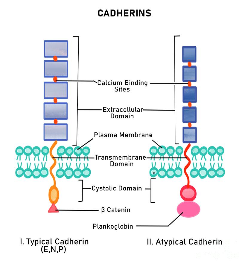 Khaderine