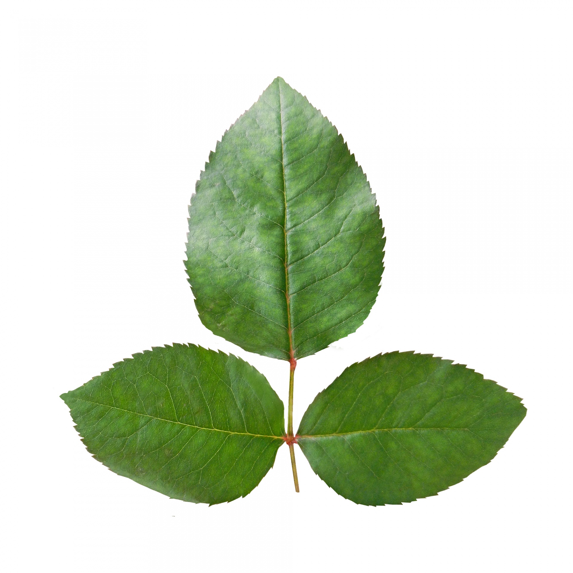 Rose Leaf No.735