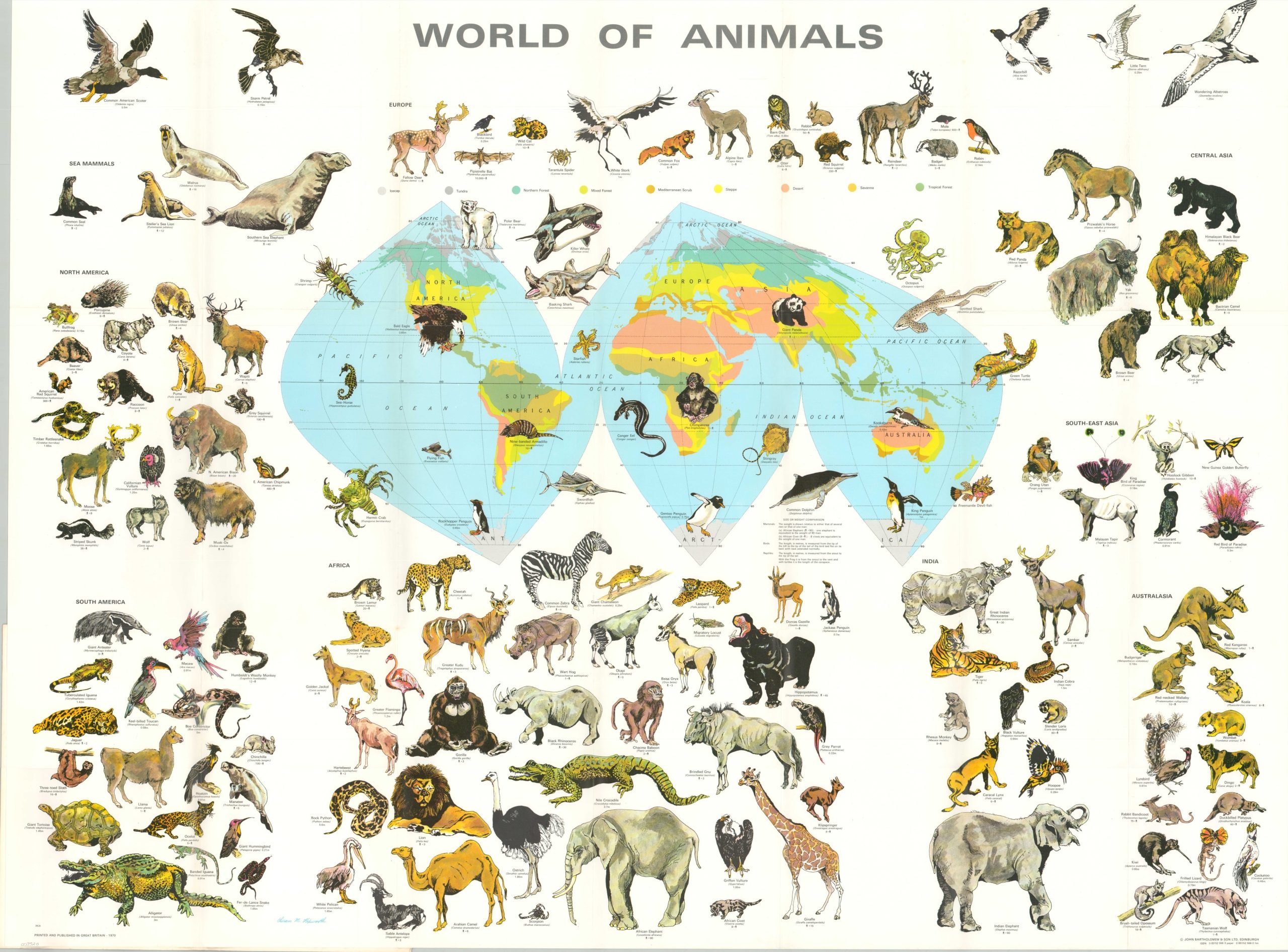 Animals World Assorted