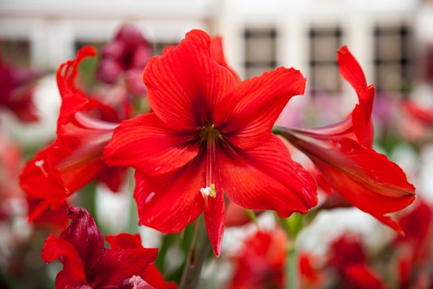 Flower Red Big