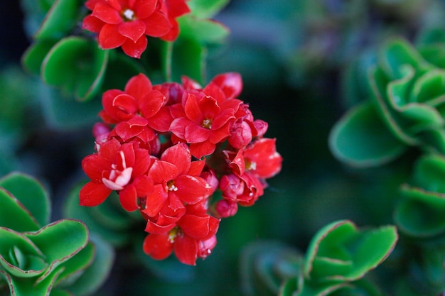 Flower Red Small