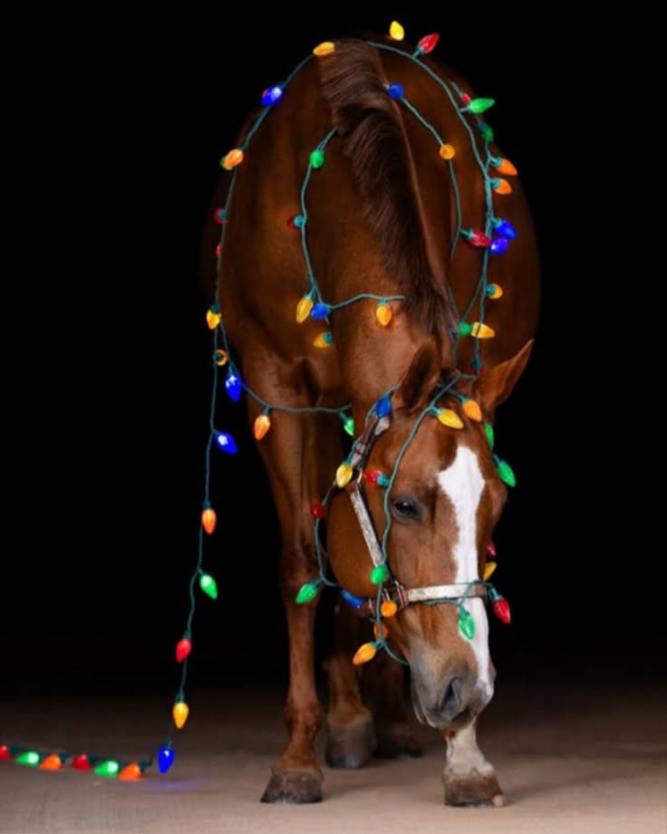 Horse With Light