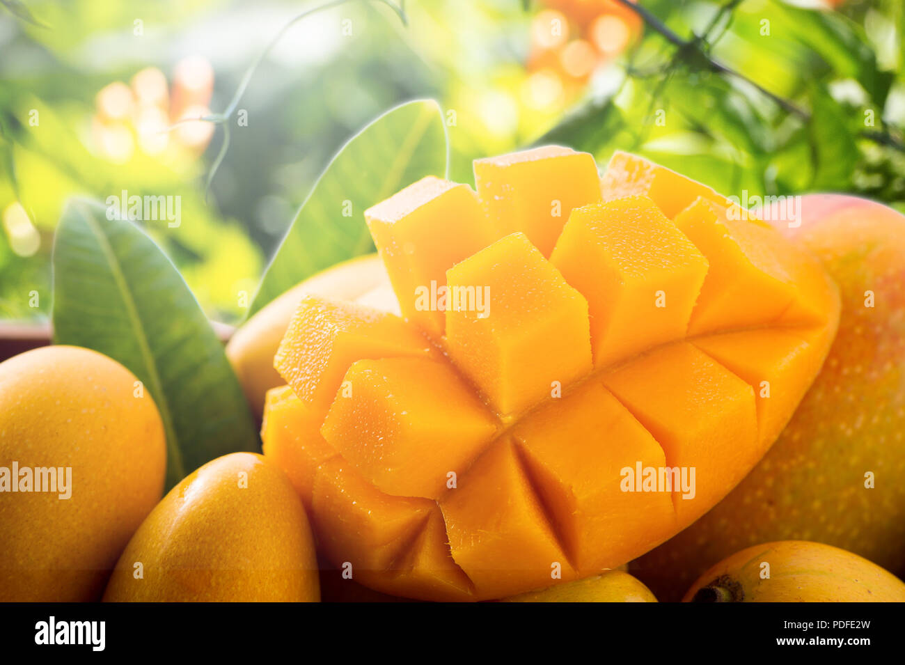 Mango&Apricot 1Ltr