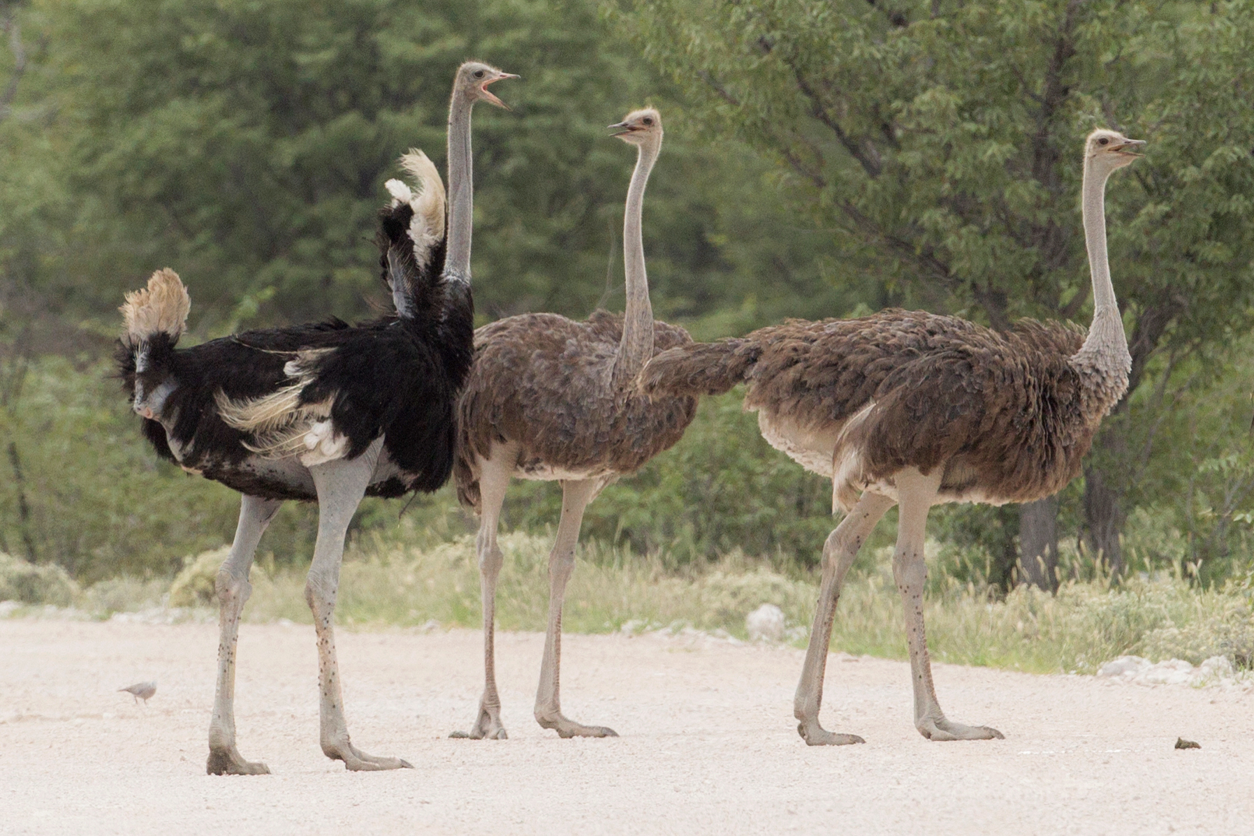 M/M Sig. Ostrich D/Plate 10 Mlm10