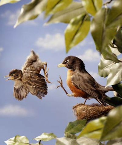 Pushing Bird