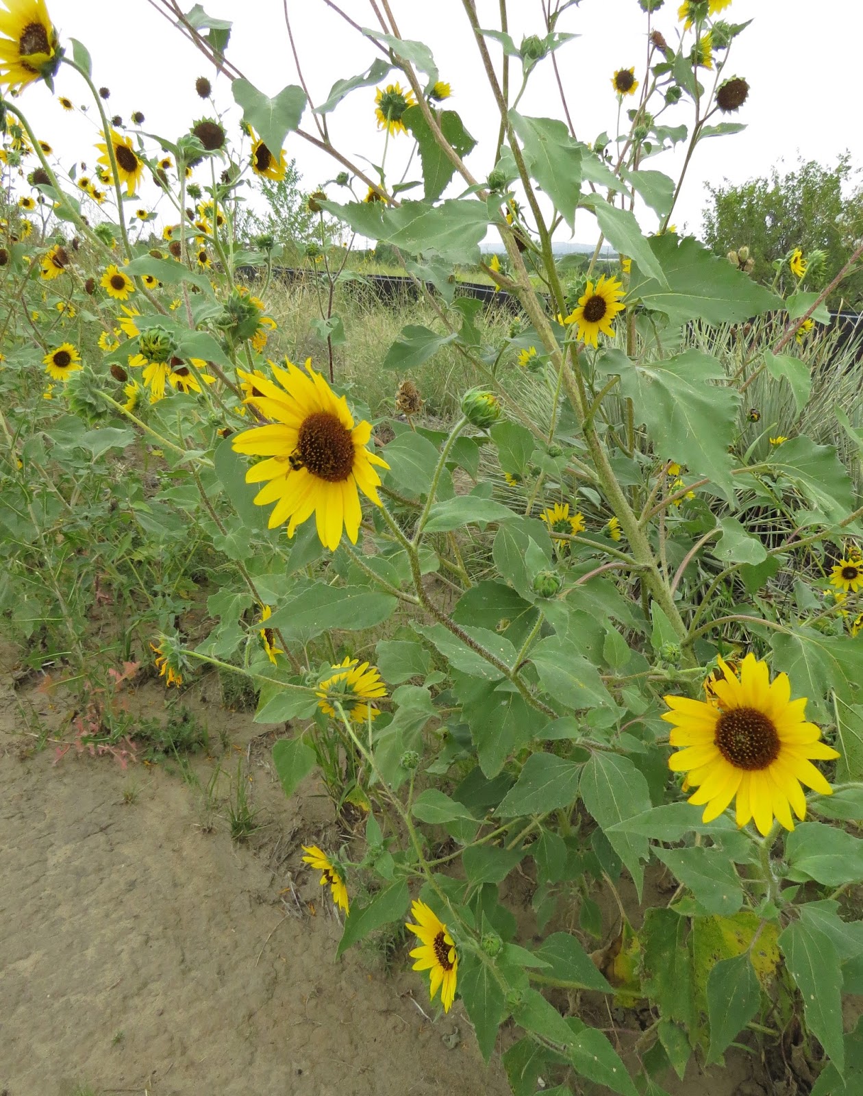 Sunflower Bustard File S/S