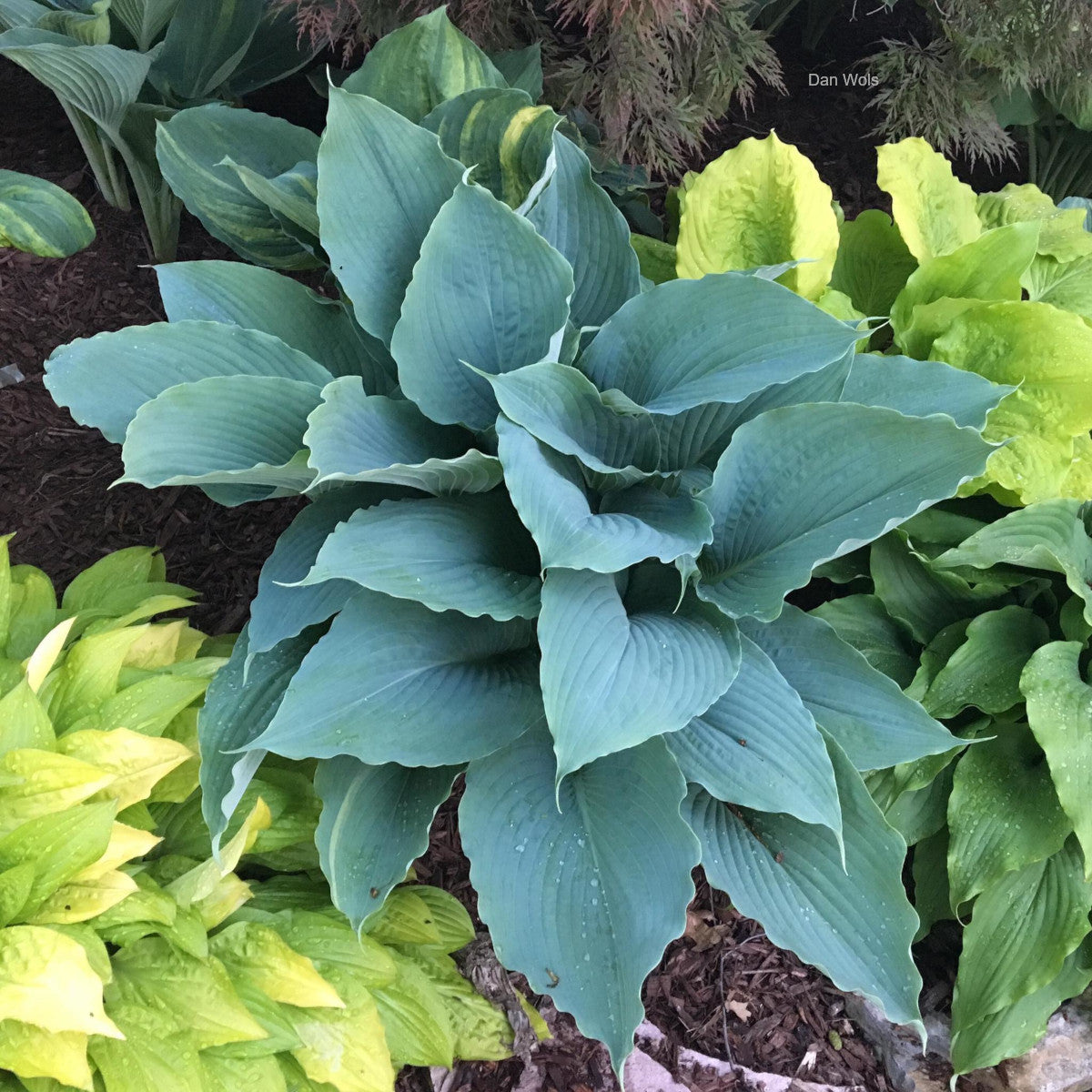 Hosta Steel Weggas H/P 3Pc2/4/6000