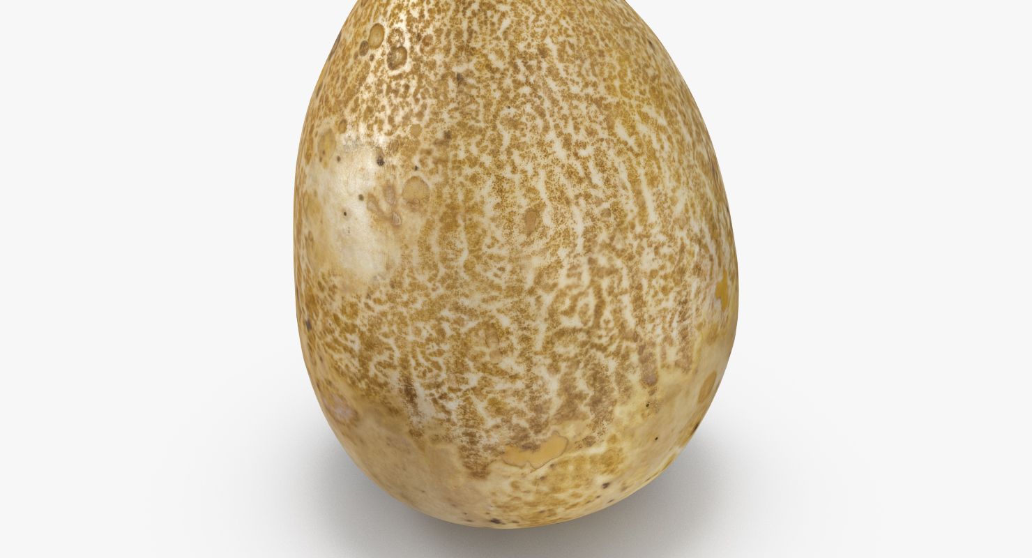 Oasis Mm Calabash So-04 8.75 Inc