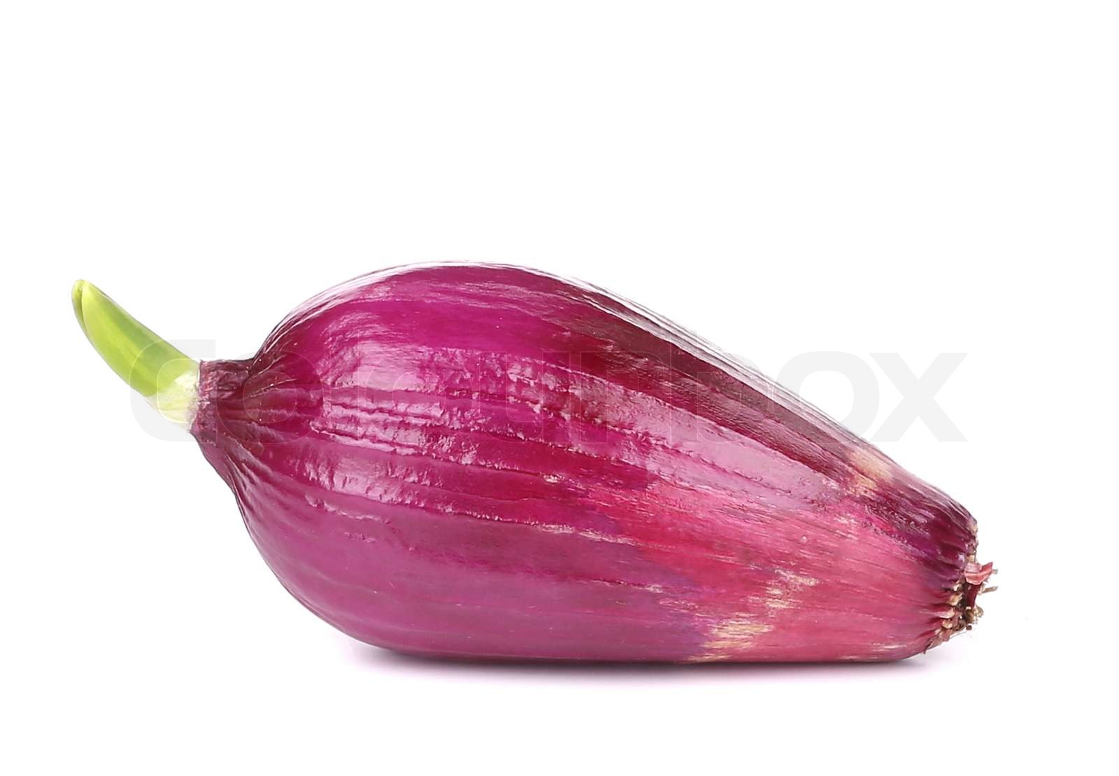 Red Onion Big 1 Piece