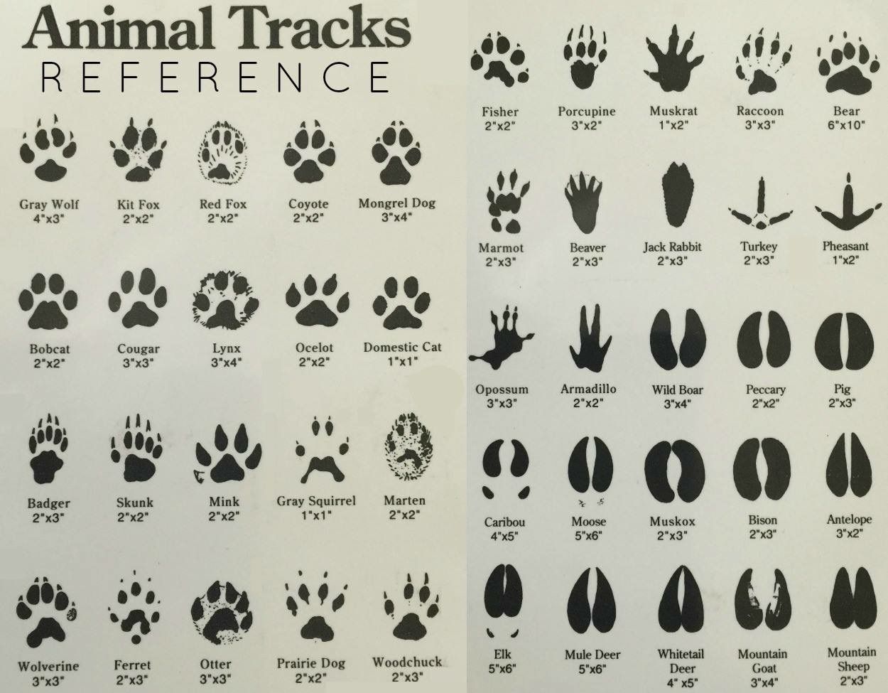 Animal Track Small No.556