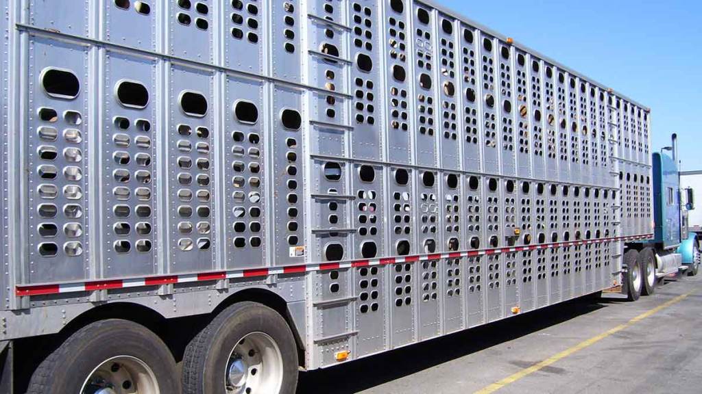 Animal Truck 688