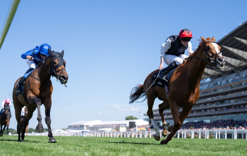 Ascot Super Cup Big As-13