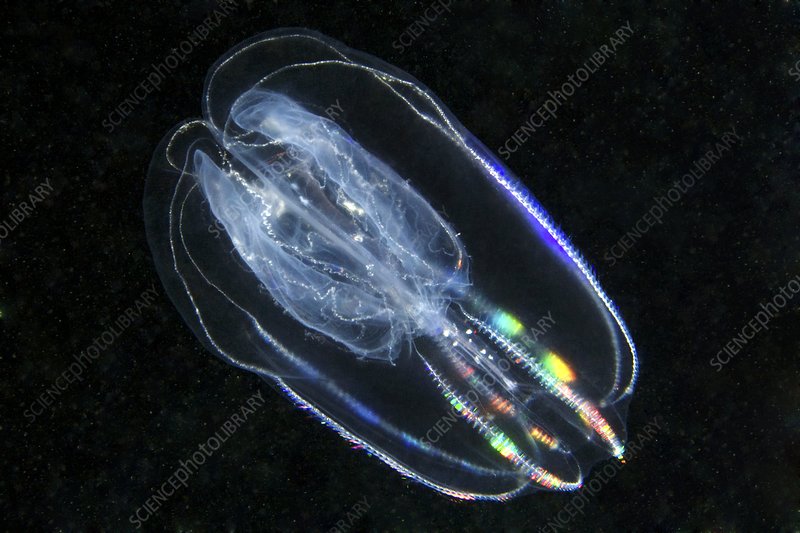 Hair Jelly Comb