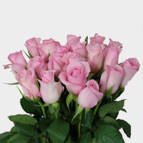 Sweet Heart Rose
