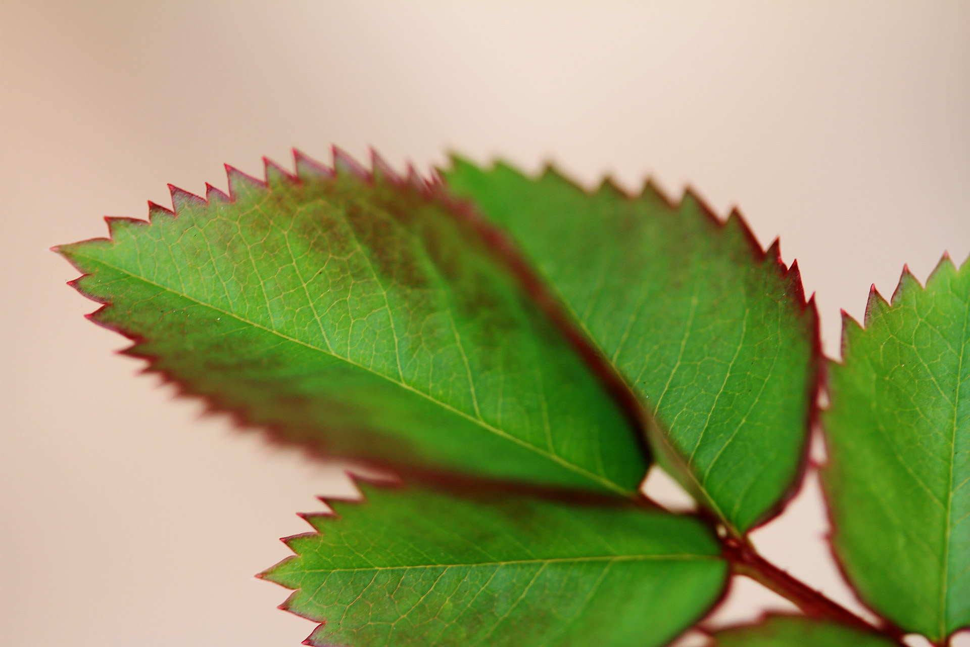 Rose Leaf No.9005